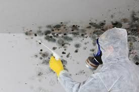 Why You Should Choose Our Mold Remediation Services in Bassett, VA